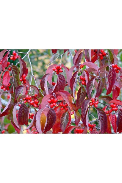 Дерен флорида вдоль водоема.